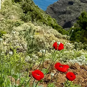 The Poppies - 100m Ocean - Private Spaces Pensión Candelaria